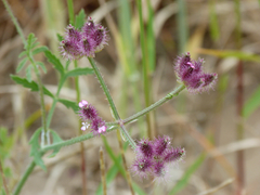 Torilis leptophylla