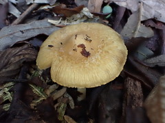 Inocybe exigua