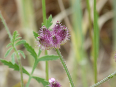 Torilis leptophylla