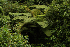 Cyathea manniana