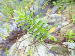 Veronica rakaiensis
