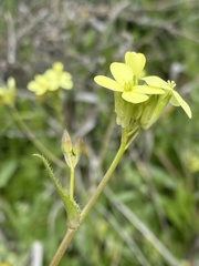 Brassiceae