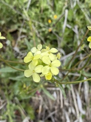 Brassiceae