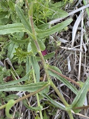 Brassiceae