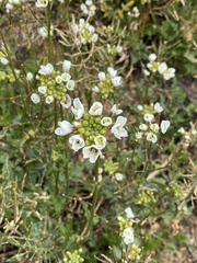 Diplotaxis erucoides