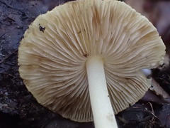 Inocybe exigua