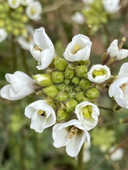 Diplotaxis erucoides