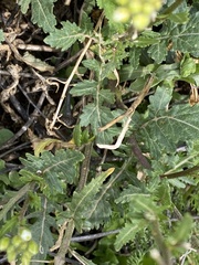 Diplotaxis erucoides