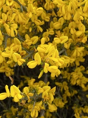 Genista scorpius
