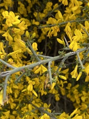 Genista scorpius