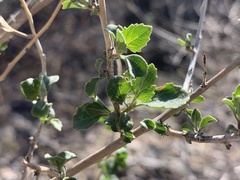 Brickellia baccharidea