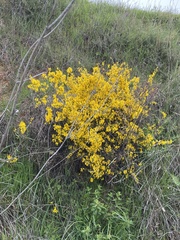 Genista scorpius