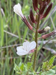 Eruca vesicaria