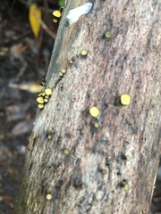 Hymenotorrendiella clelandii image