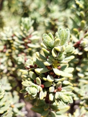 Thymelaea tinctoria