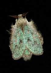 Parasinga lichenina