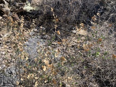 Brickellia baccharidea