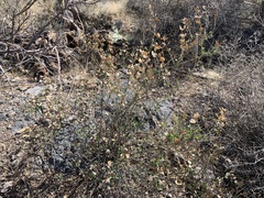 Brickellia baccharidea