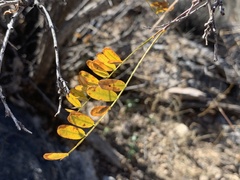 Coursetia glandulosa