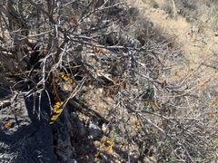 Coursetia glandulosa