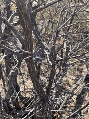 Coursetia glandulosa