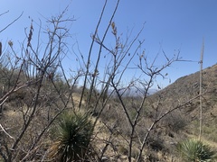 Coursetia glandulosa