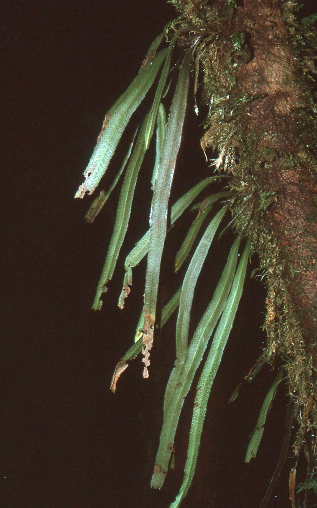 Archigrammitis