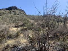 Coursetia glandulosa