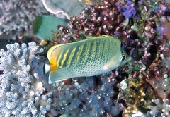 Chaetodon punctatofasciatus