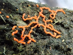 Willkommlangea reticulata