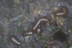 Willkommlangea reticulata