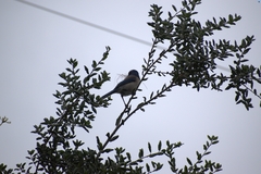 Aphelocoma californica