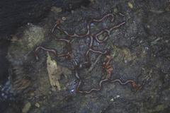 Willkommlangea reticulata