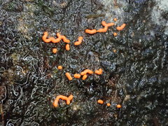 Willkommlangea reticulata