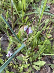 Linaria amethystea