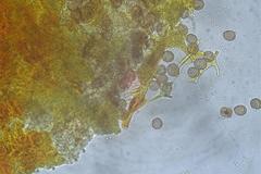 Willkommlangea reticulata