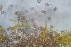 Willkommlangea reticulata