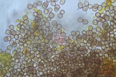 Willkommlangea reticulata