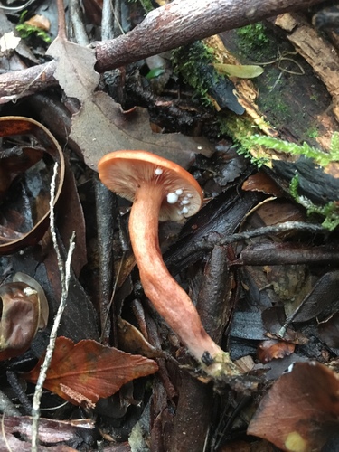 Lactarius eucalypti image