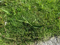 Ophioglossum thermale