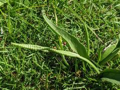 Ophioglossum thermale
