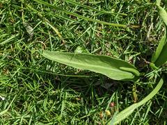 Ophioglossum thermale