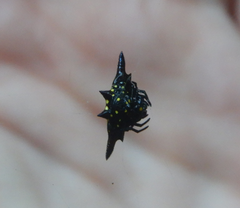 Gasteracantha fornicata