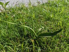 Ophioglossum thermale