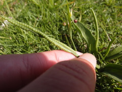 Ophioglossum thermale