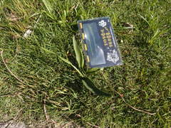 Ophioglossum thermale