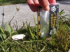 Ophioglossum thermale