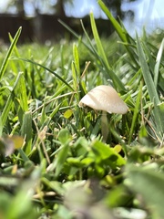 Basidiomycota
