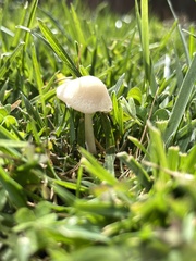Basidiomycota