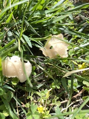 Basidiomycota